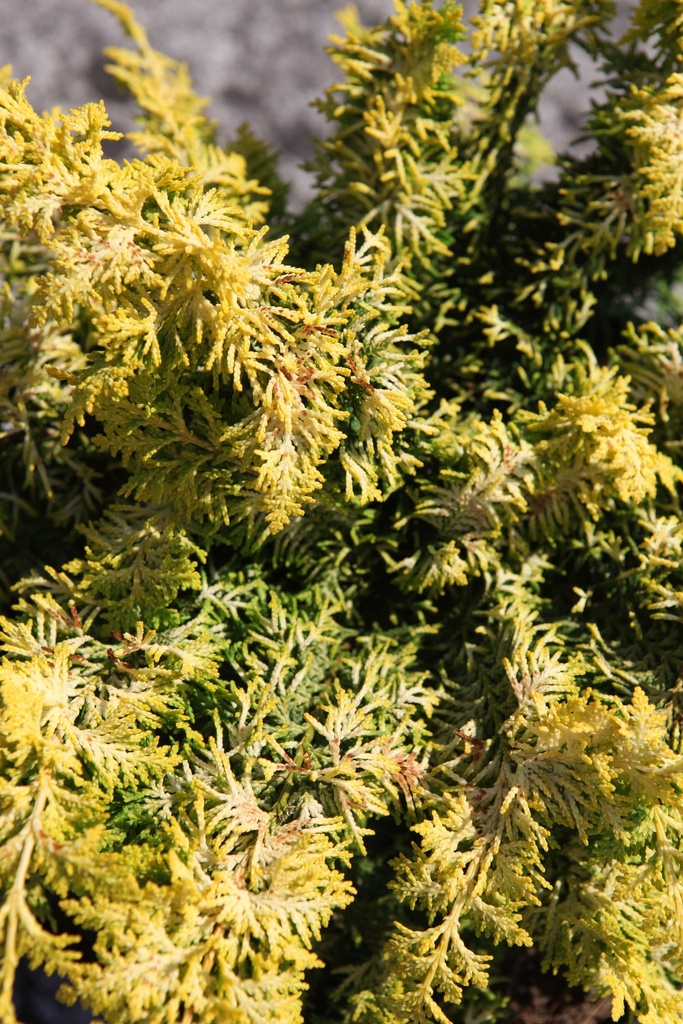 CHAMAECYPARIS OBTUSA 'FERNSPRAY GOLD'