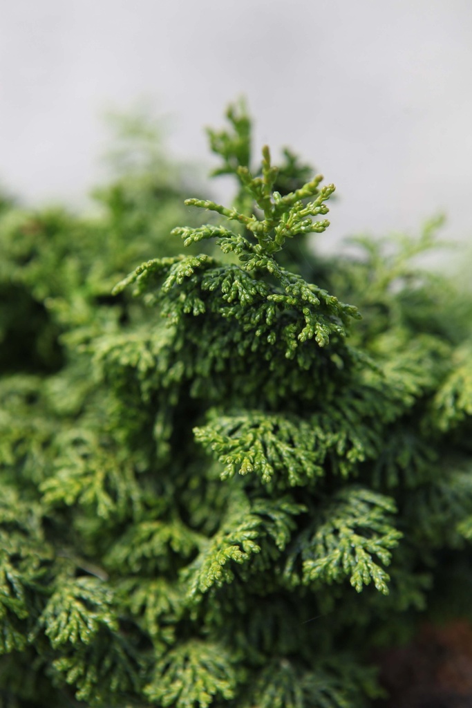 CHAMAECYPARIS OBTUSA 'MAUREEN'