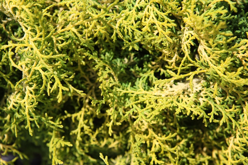 CHAMAECYPARIS OBTUSA 'MELODY'