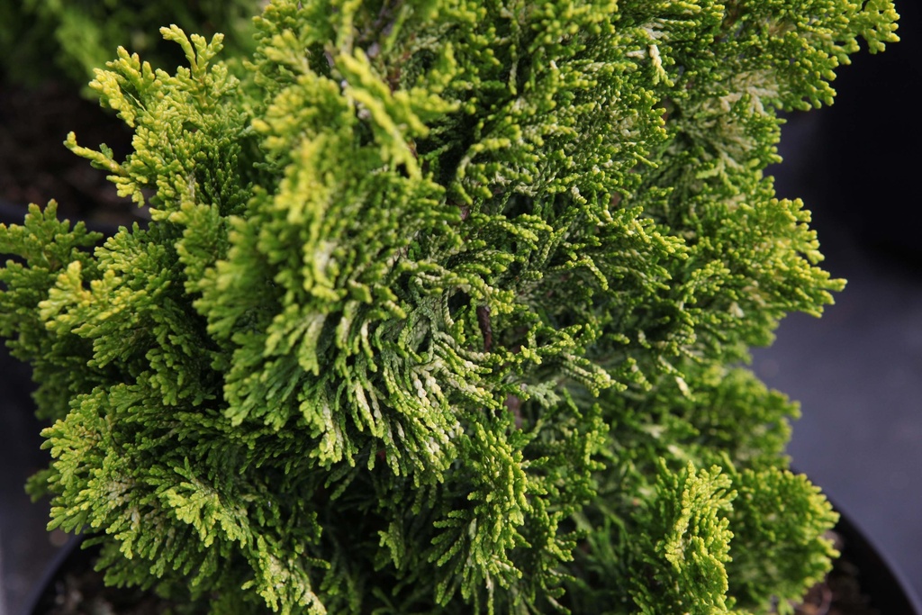 CHAMAECYPARIS OBTUSA 'MEROKI TWIN'