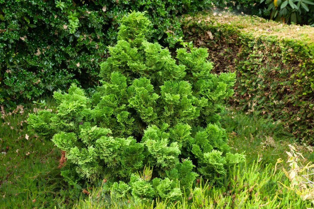 [CONGR15] CHAMAECYPARIS OBTUSA 'NANA GRACILIS' (Pot 2 litres, 15-20 cm)