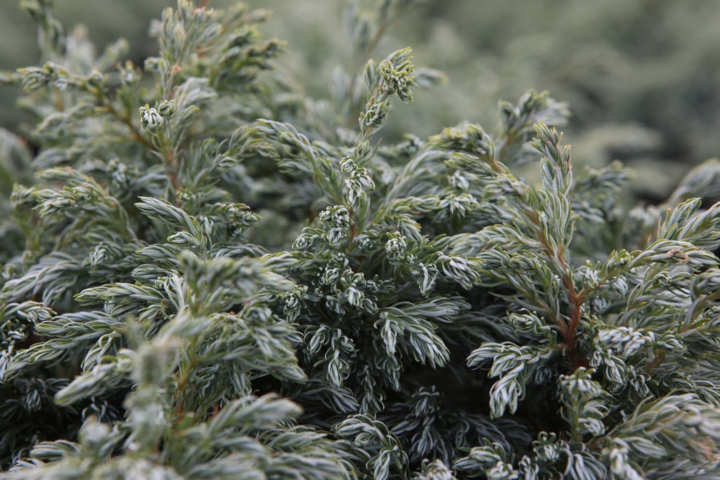 CHAMAECYPARIS PISIFERA 'BOULEVARD'