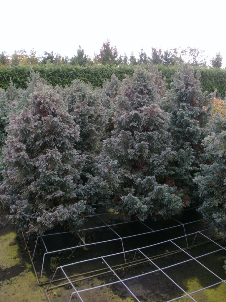 [CPBO80] CHAMAECYPARIS PISIFERA 'BOULEVARD' (Pot, 80-100 cm)