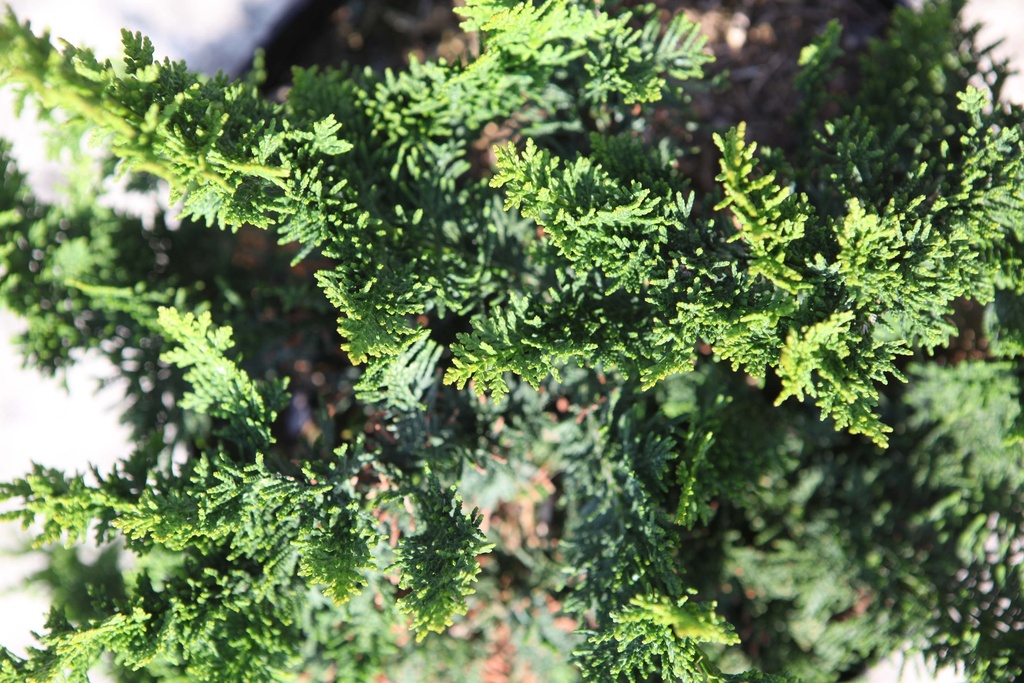 CHAMAECYPARIS PISIFERA 'TEDDY BEAR'