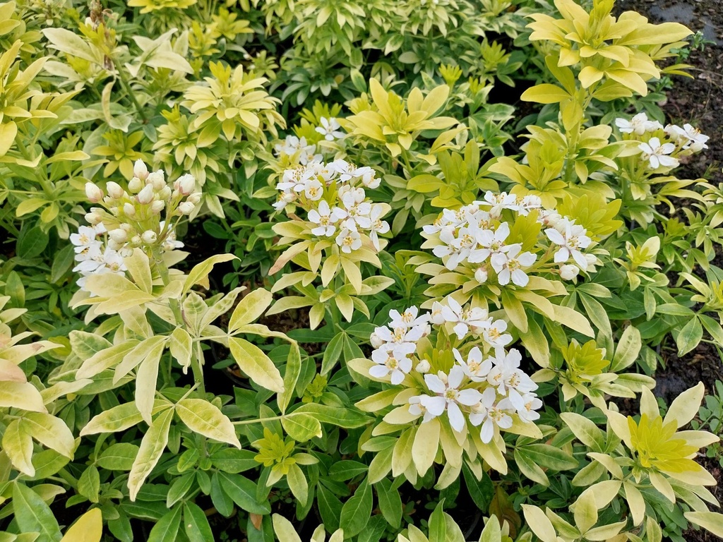 CHOISYA TERNATA SUNDANCE®