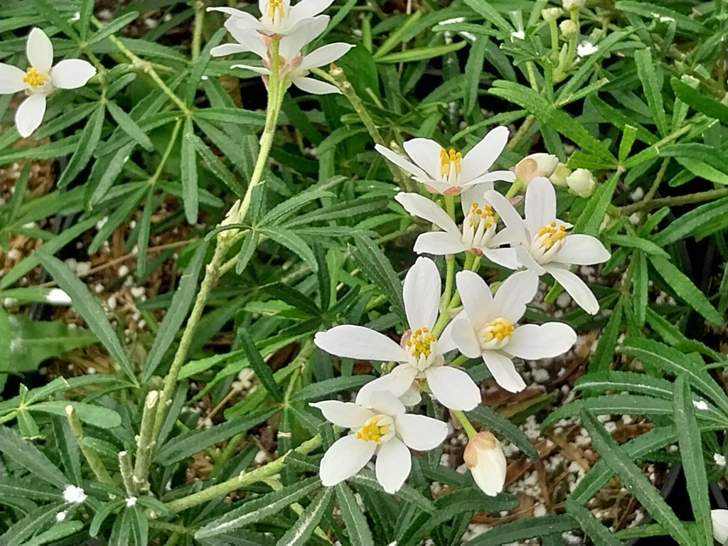 CHOISYA TERNATA WHITE DAZZLER