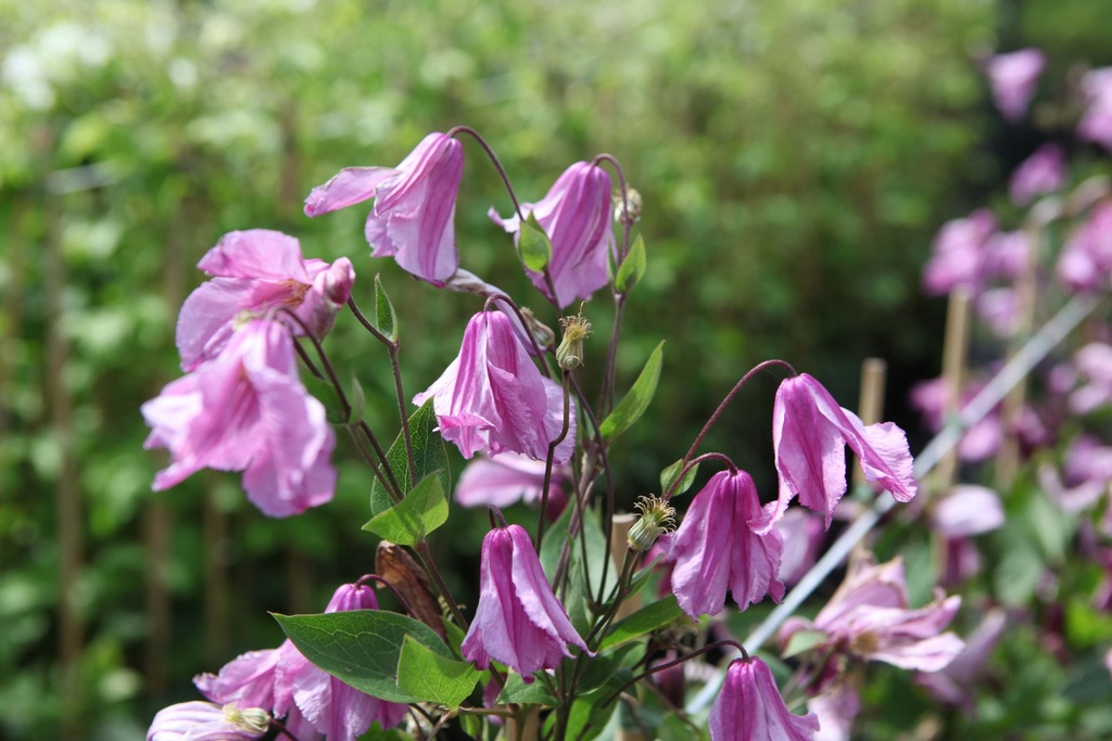 CLEMATIS 'ALJONUSHKA'