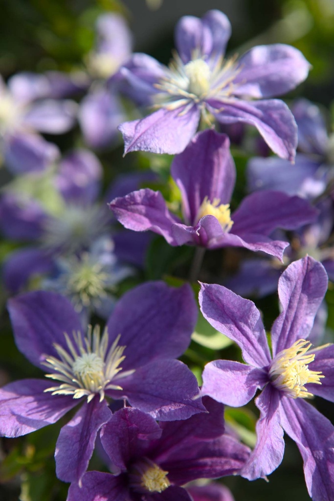 CLEMATIS 'ARABELLA'