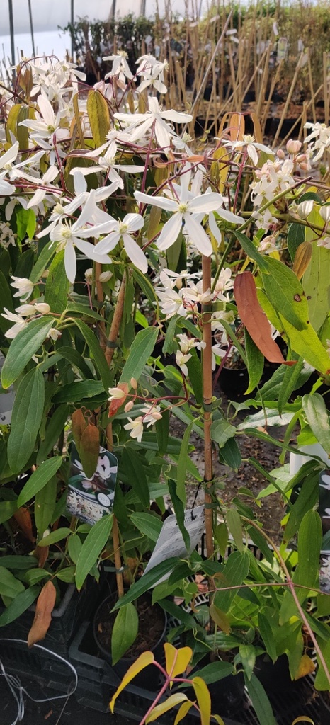 [CARM3] CLEMATIS ARMANDII 'SNOWDRIFT' (80-100 cm)
