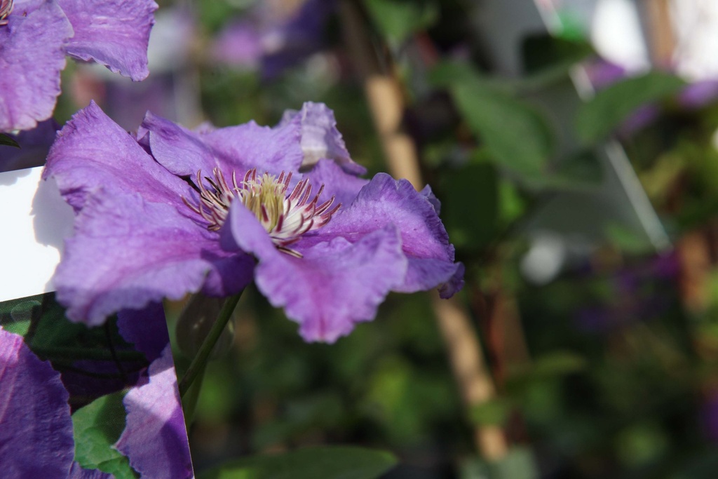 CLEMATIS 'ASHVA'