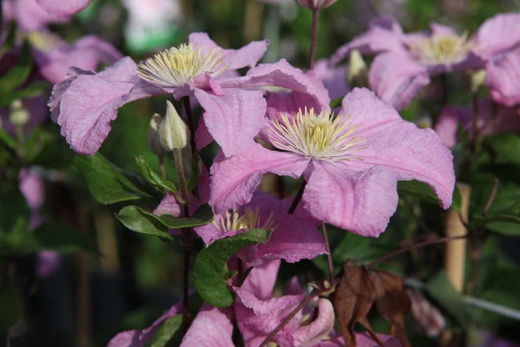 CLEMATIS 'COMTESSE DE BOUCHAUD'