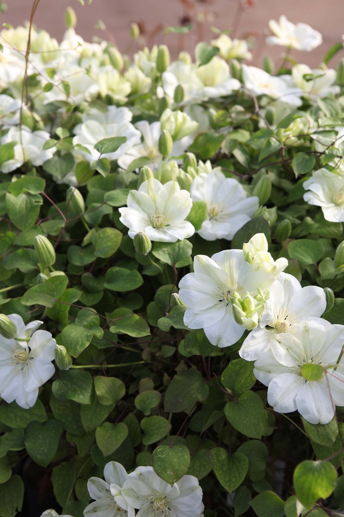 CLEMATIS 'GUERNSEY CREAM'