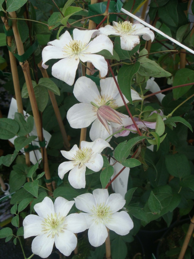 CLEMATIS 'HULDINE'