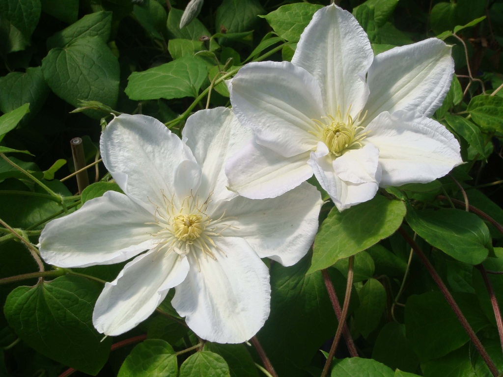 CLEMATIS 'MADAME LE COULTRE'