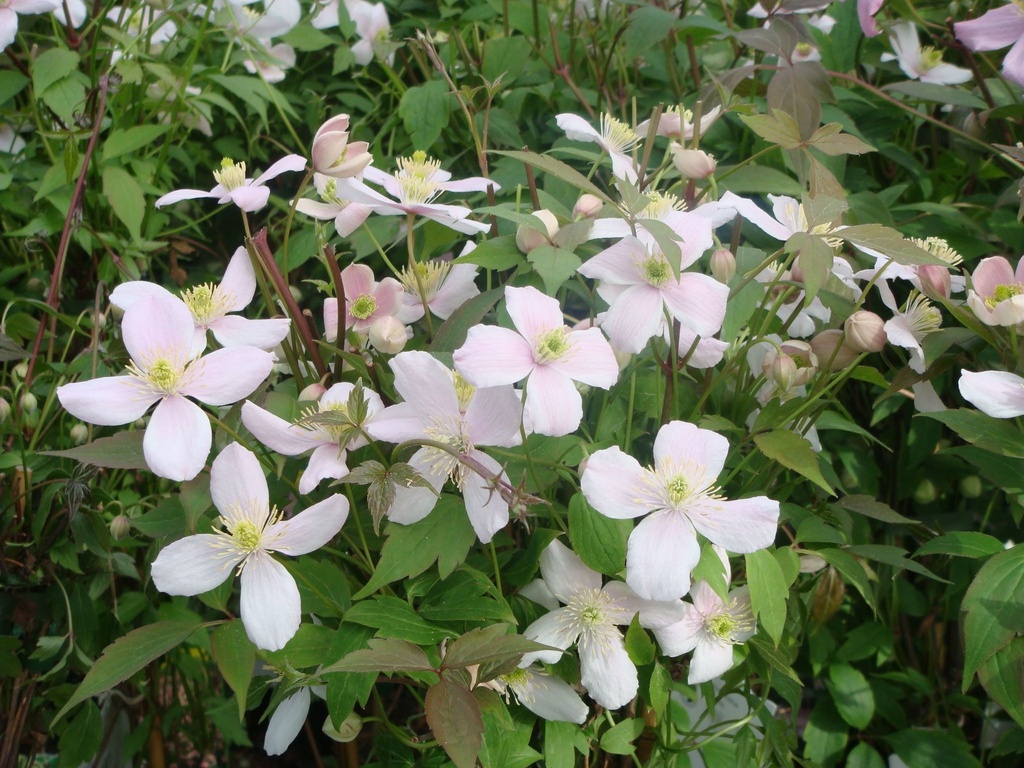 [CMRU3] CLEMATIS MONTANA 'RUBENS' (Pot 2 litres, 60-80 cm)