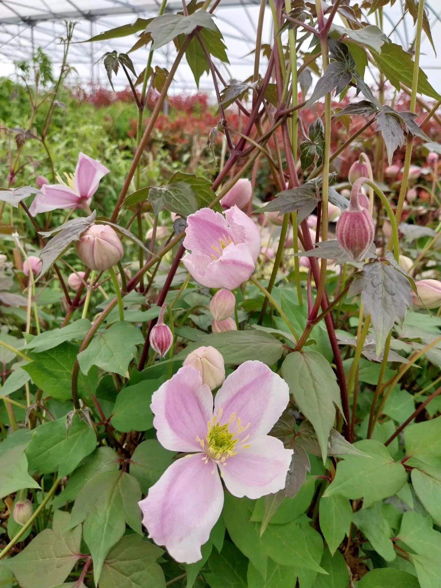 [CMTE3] CLEMATIS MONTANA 'TETRAROSE'
