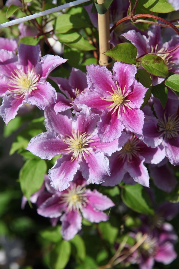 CLEMATIS 'PIILU'