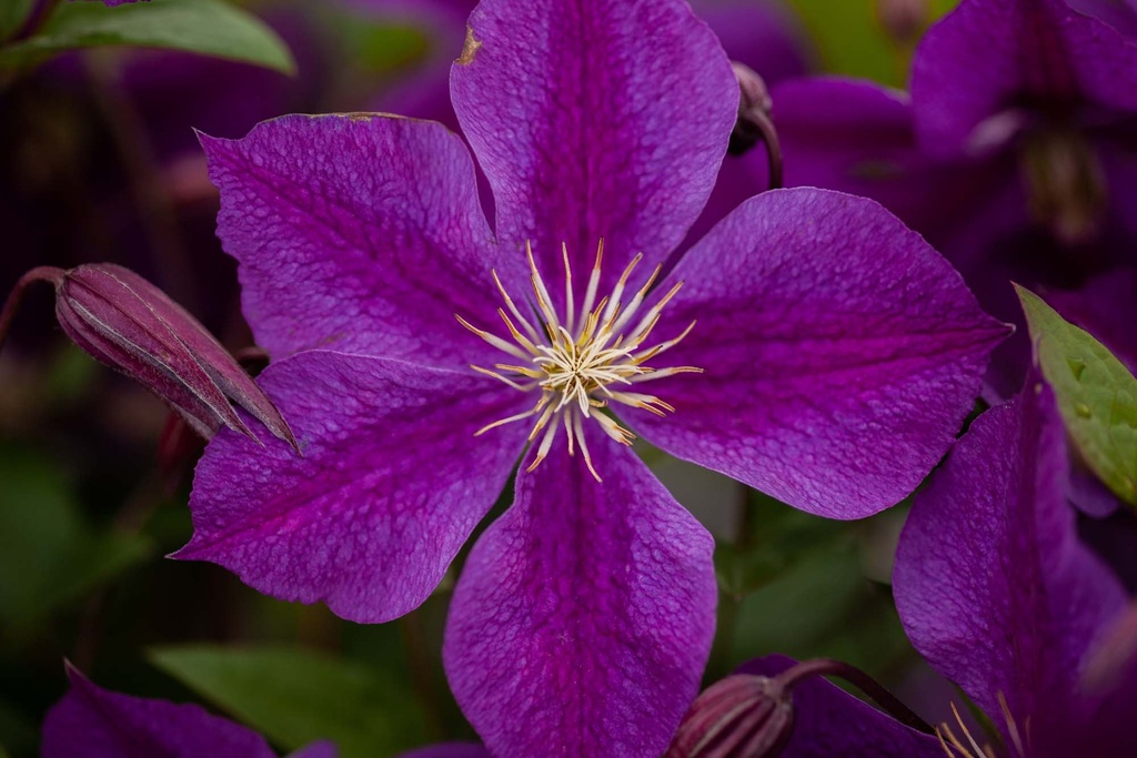 CLEMATIS 'STAR OF INDIA'