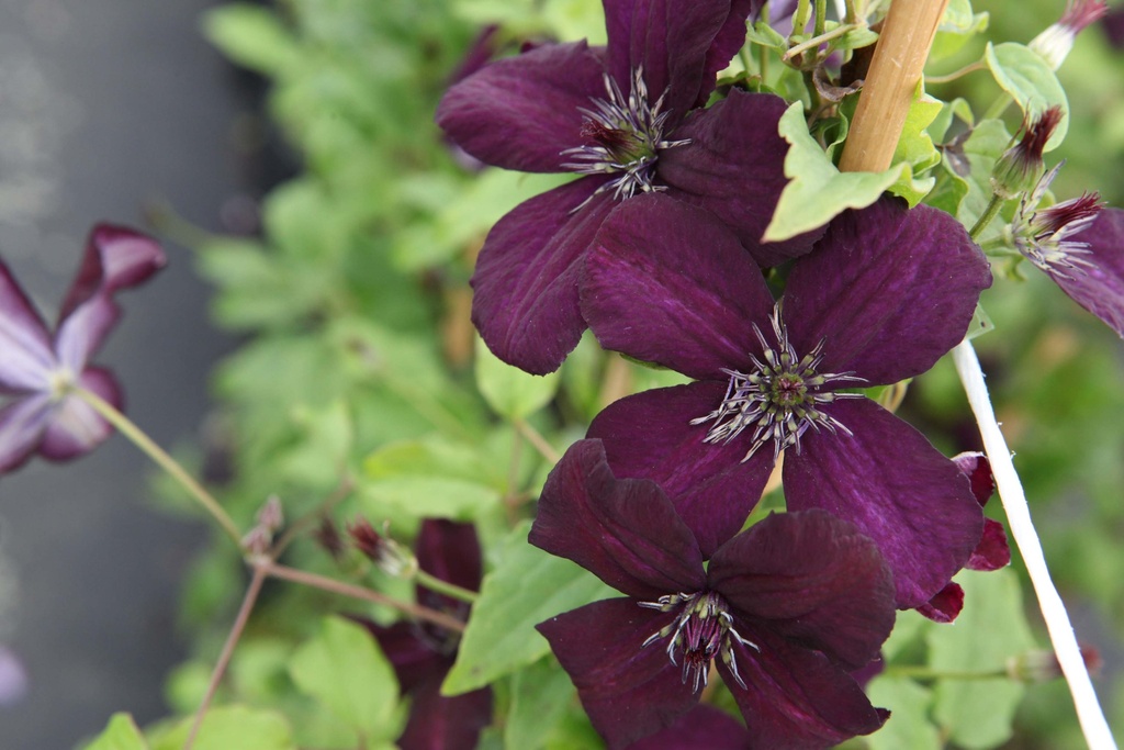 CLEMATIS VITICELLA 'DARK EYES'