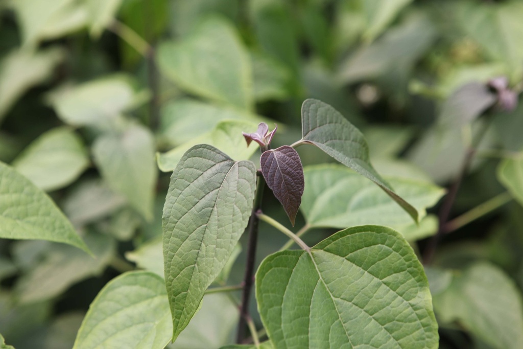 CLERODENDRUM TRICHOTOMUM