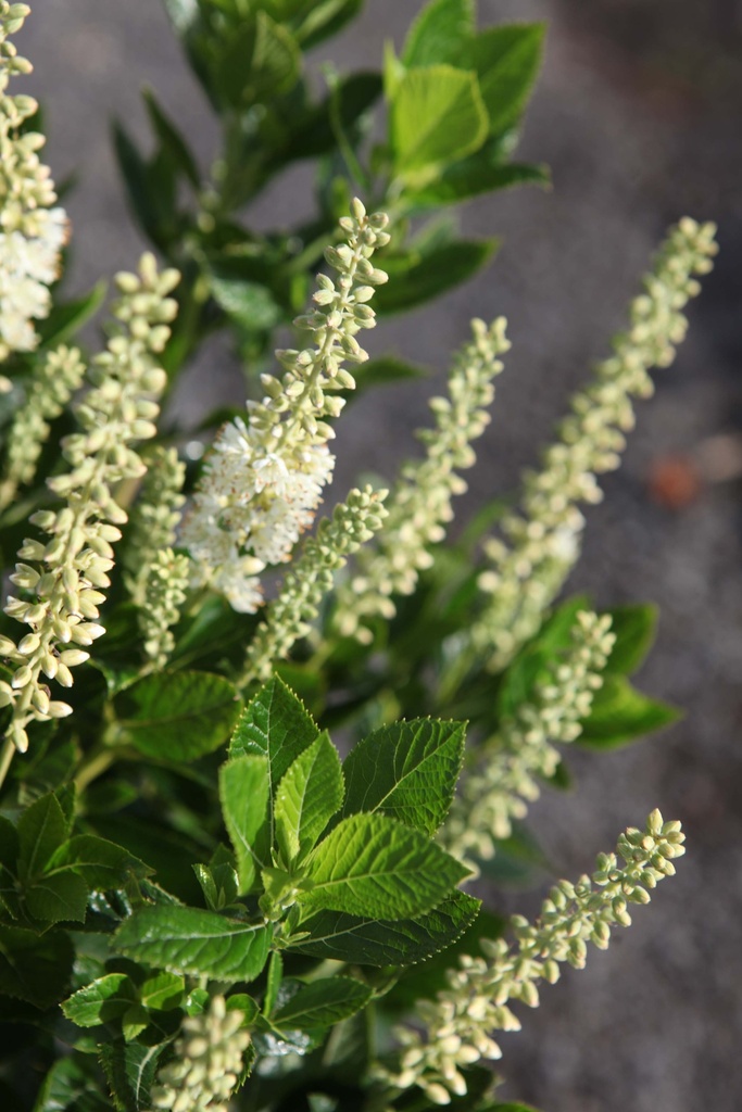 CLETHRA ALNIFOLIA 'SIXTEEN CANDLES'