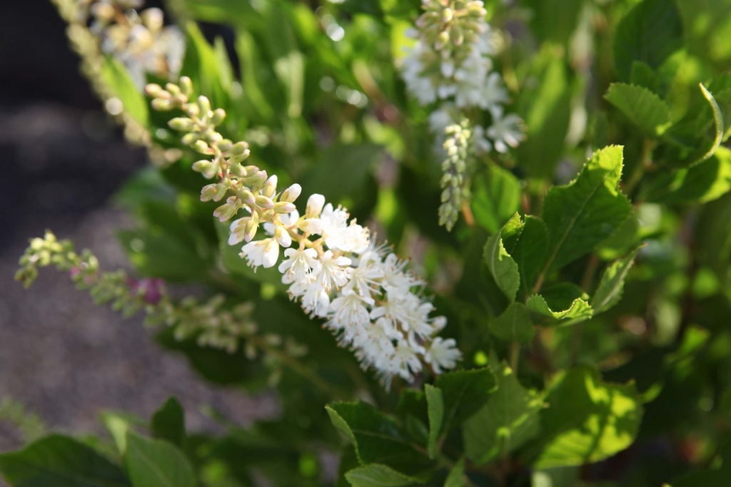 CLETHRA ALNIFOLIA 'VANILLA SPICE'