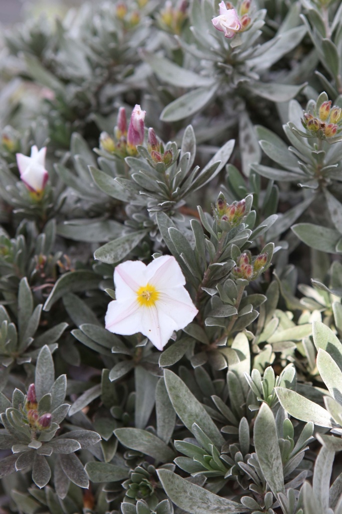CONVOLVULUS CNEORUM