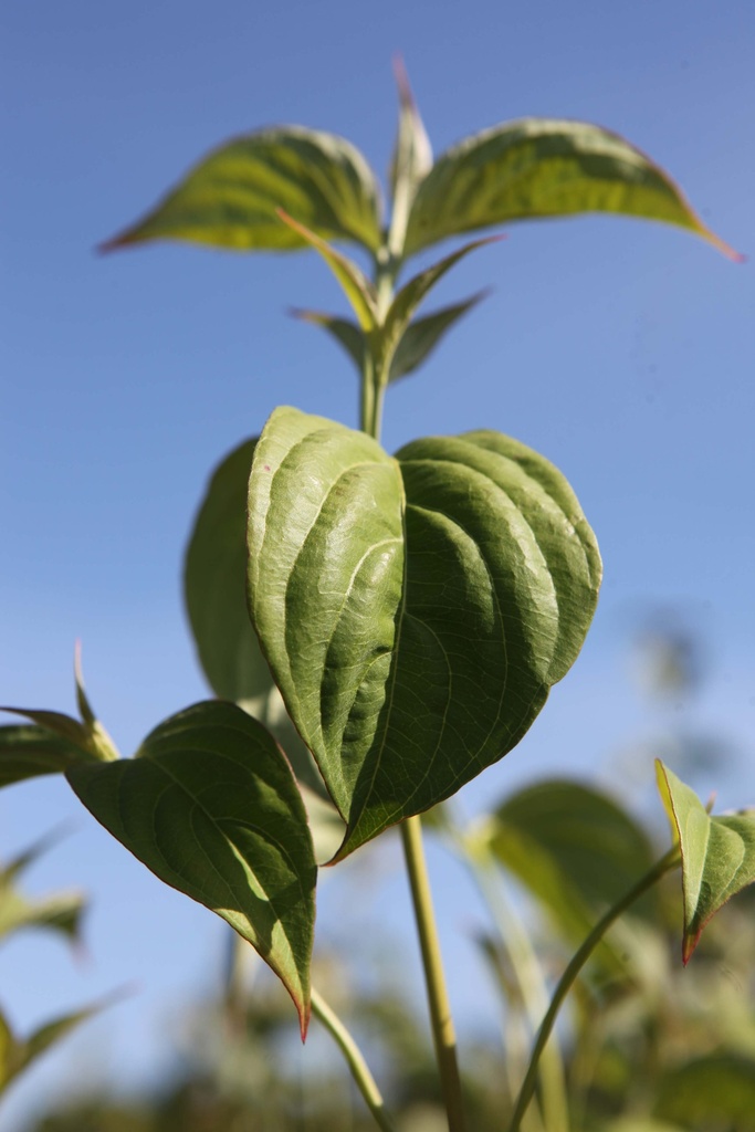 CORNUS (X) 'STELLAR PINK'