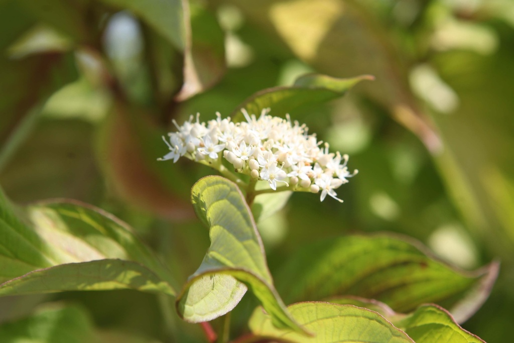 CORNUS ALBA 'AUREA'