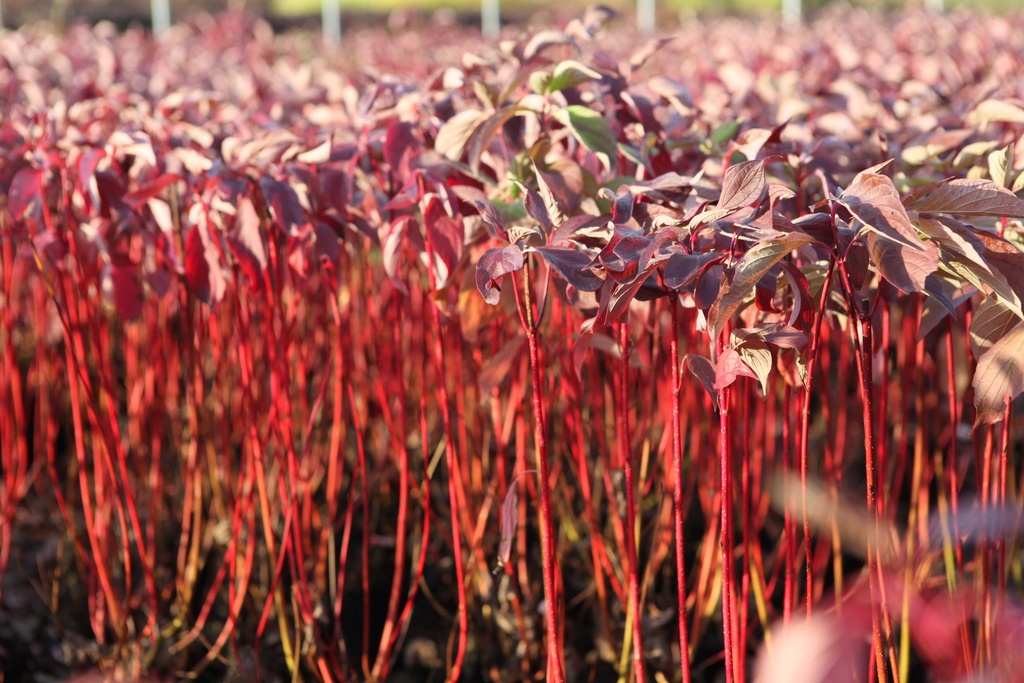 CORNUS ALBA BATON ROUGE®