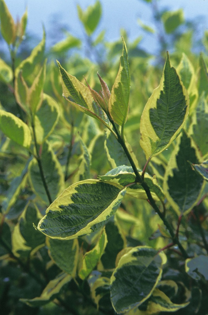 CORNUS ALBA 'CREAM CRACKER'