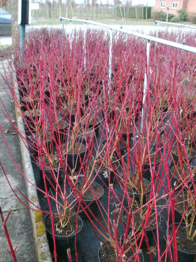 [CASVA3C] CORNUS ALBA 'SIBIRICA VARIEGATA' (Pot 3 liter, 60-80 cm)