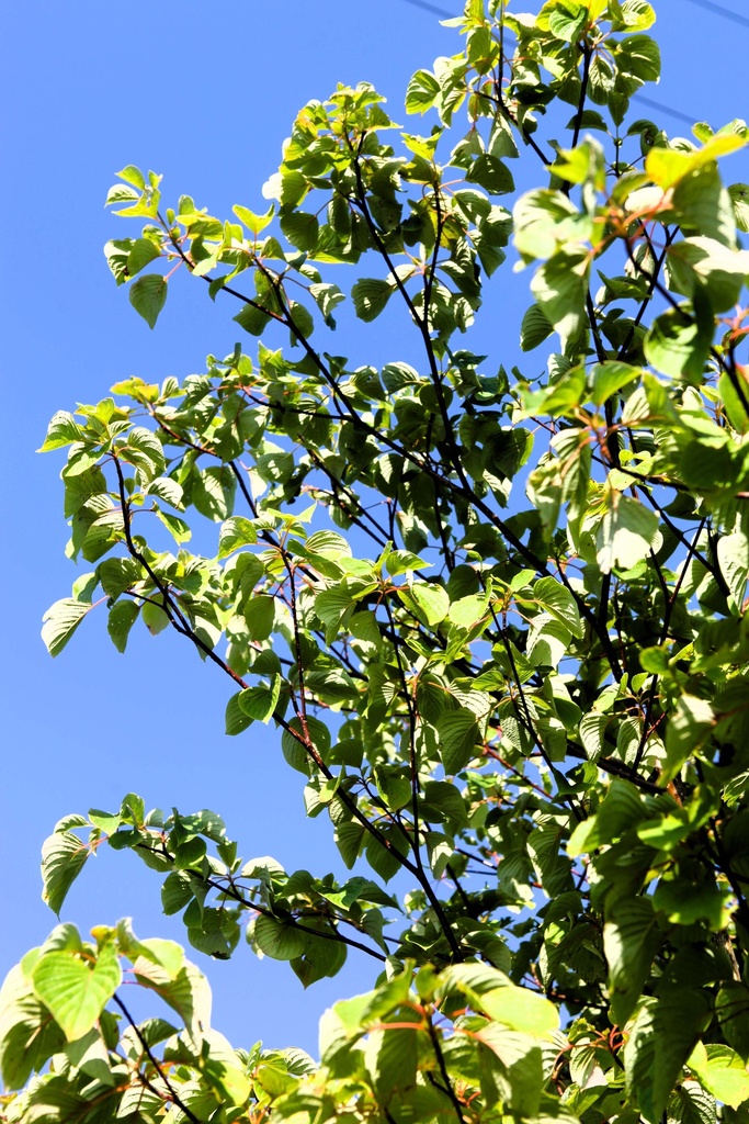 CORNUS CONTROVERSA