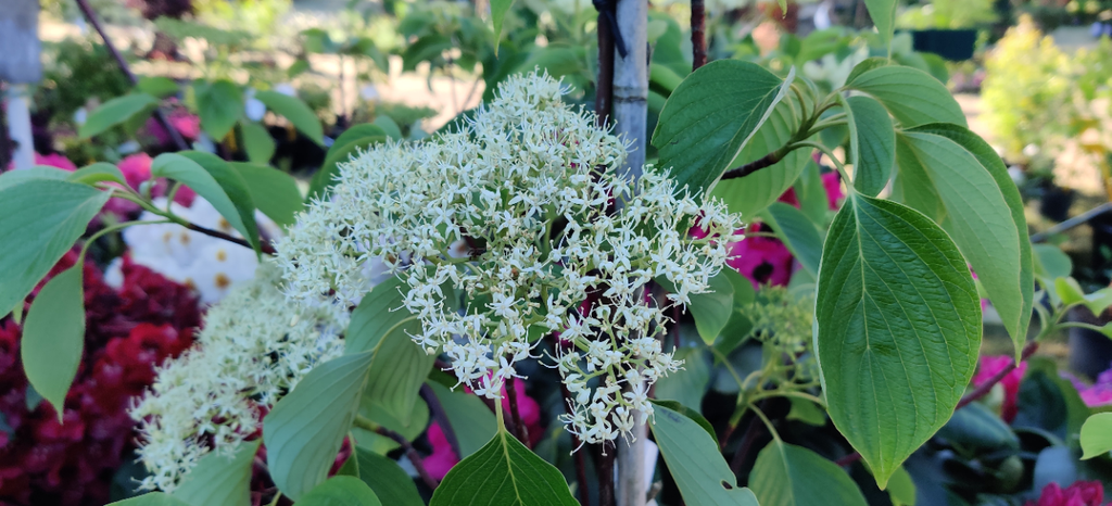 [CCPA150] CORNUS CONTROVERSA 'PAGODA' (150-175 cm)