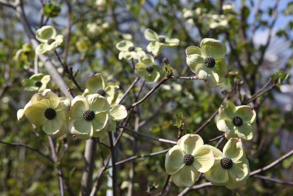 CORNUS 'EDDIE'S WHITE WONDER'