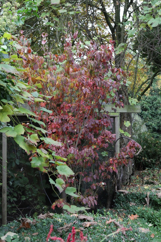 CORNUS KOUSA 'CHINA GIRL'