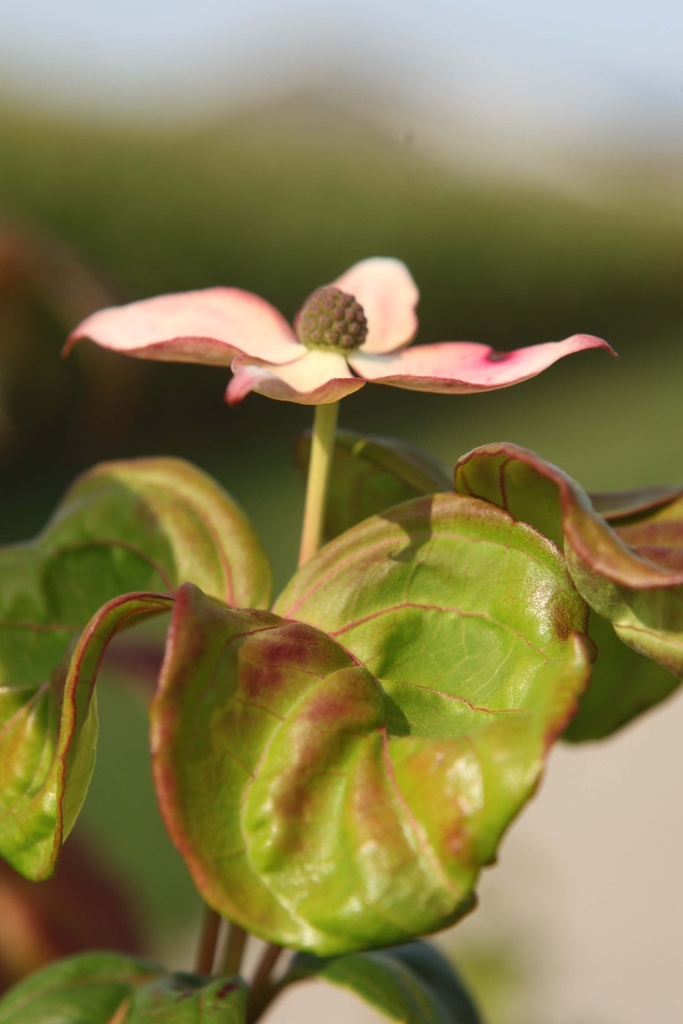 CORNUS KOUSA 'SATOMI'
