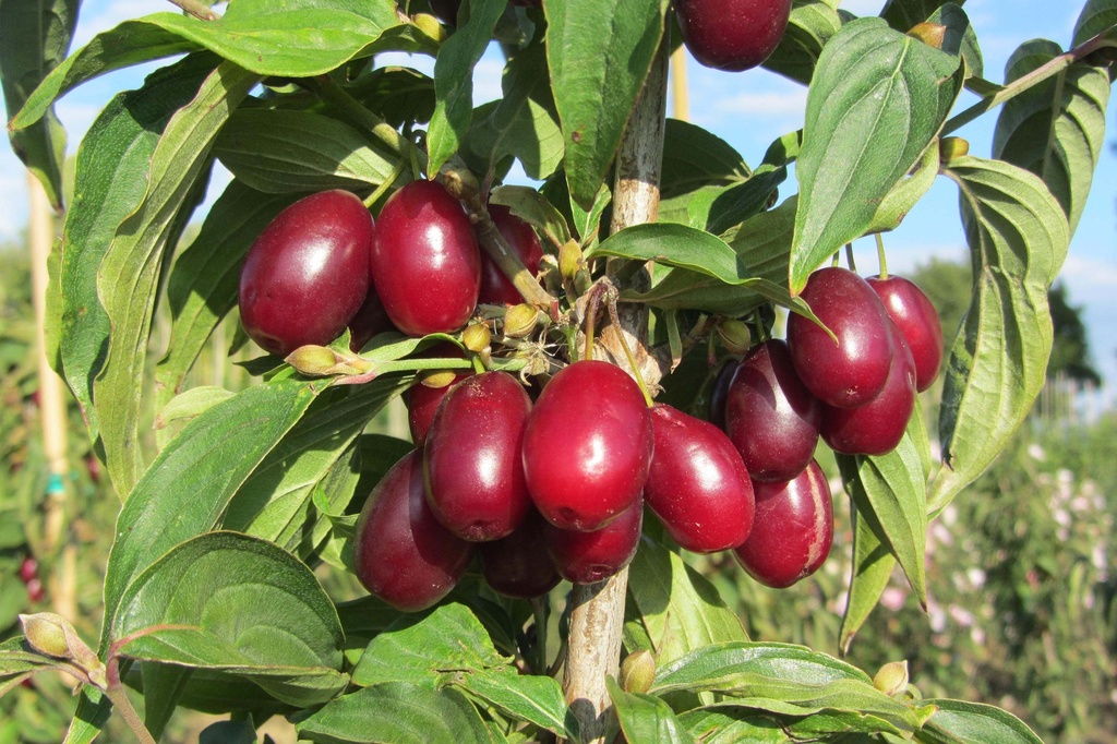 [CMJO80C7] CORNUS MAS 'JOLICO' (Pot 7 liter, 80-100 cm)