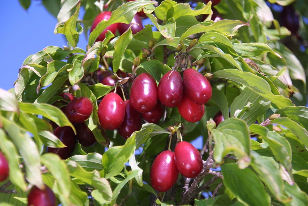 CORNUS MAS 'KASANLAK'
