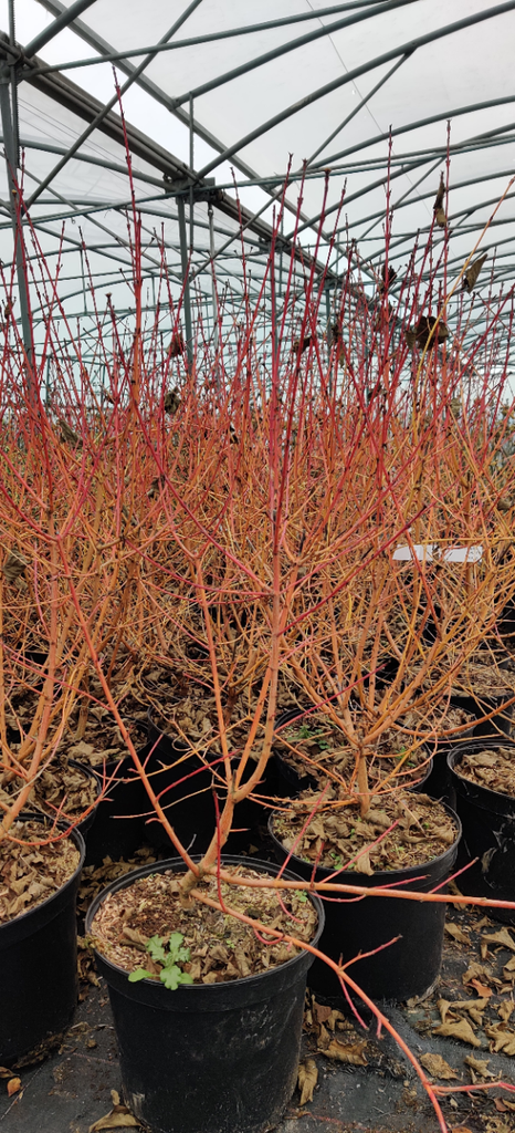 [CSWBE40] CORNUS SANGUINEA 'WINTER BEAUTY' (Pot 3 litres, 40-50 cm)