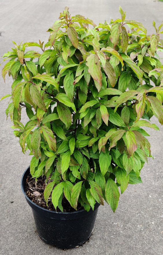 [CSKE25] CORNUS SERICEA 'KELSEYI' (Pot 2 liter, 20-25 cm)