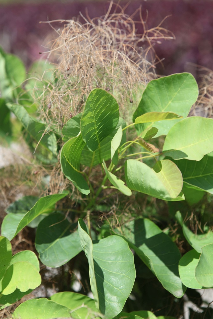COTINUS COGGYGRIA