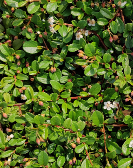 [archiveren] COTONEASTER DAMMERI (Pot 6 cm, 20-25 cm)