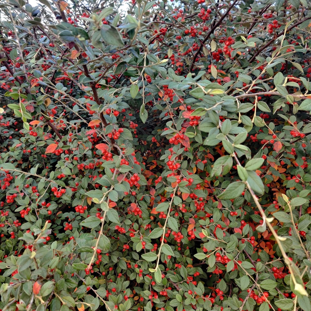 [CFR60C3] COTONEASTER FRANCHETII (Pot 3 litres, 60-80 cm)
