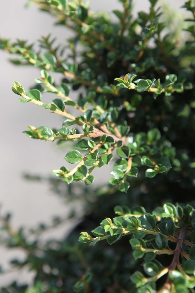 COTONEASTER HORIZONTALIS