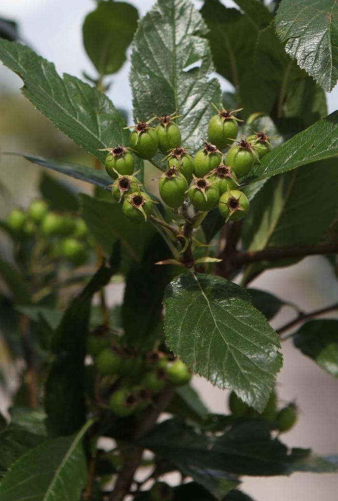 CRATAEGUS LAVALLEEI 'CARRIEREI'