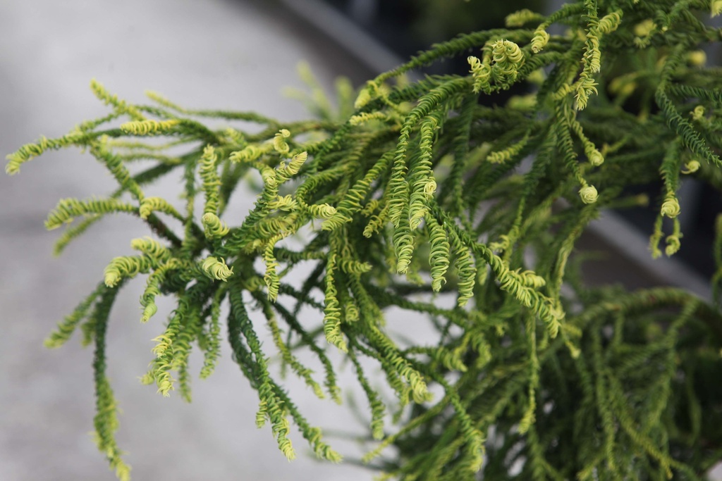 CRYPTOMERIA JAPONICA 'KYARA GOLD'