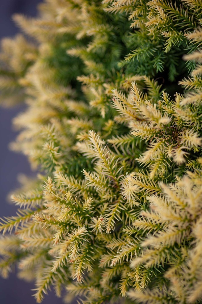[xx] CRYPTOMERIA JAPONICA 'VILMORIN GOLD' (Pot 3 litres, 25-30 cm)