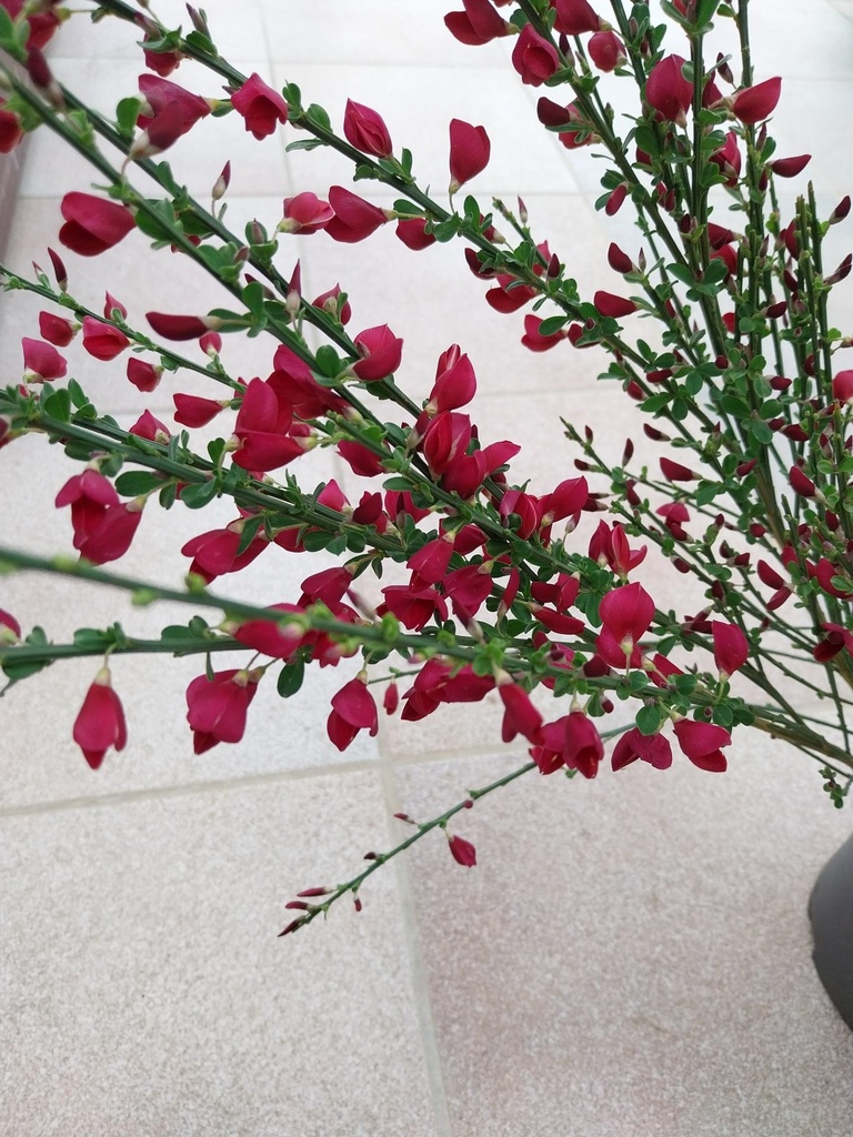 [CBRU3] CYTISUS 'BOSKOOP RUBY' (Pot 3 liter, 40-50 cm)