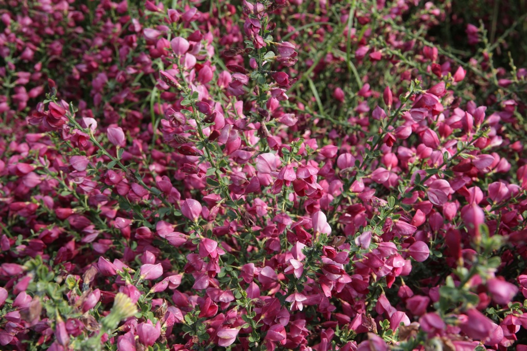 CYTISUS 'BOSKOOP RUBY'